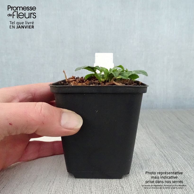 Exemplar von Scharbockskraut Collarette - Ranunculus ficaria Kleine Töpfe von 8/9 cm wie im Winter geliefert