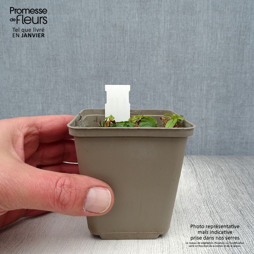 Exemplar von Scharbockskraut Flore Pleno - Ranunculus ficaria Kleine Töpfe von 8/9 cm wie im Winter geliefert