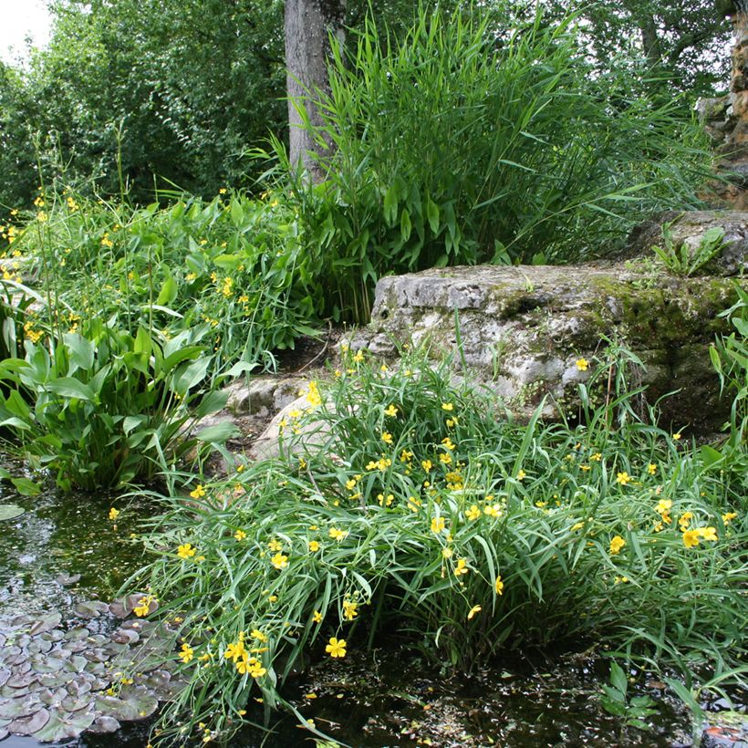 Brennender Hahnenfuß - Ranunculus flammula (Hafen)