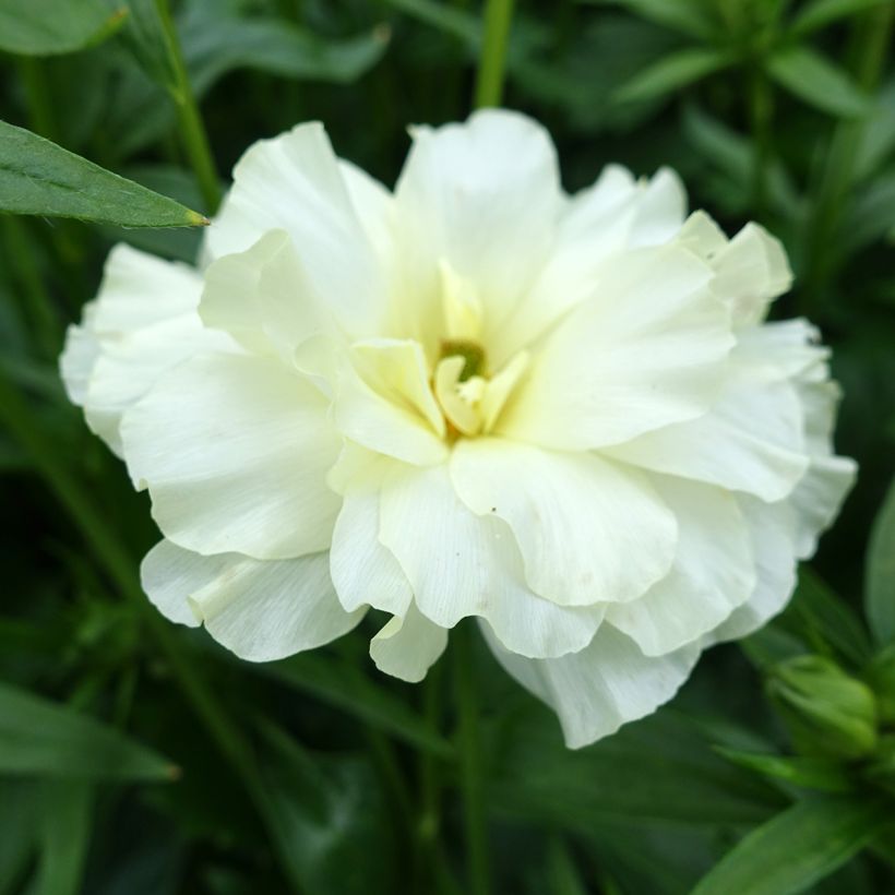 Ranunkel Butterfly Graces – Ranunculus asiaticus (Blüte)