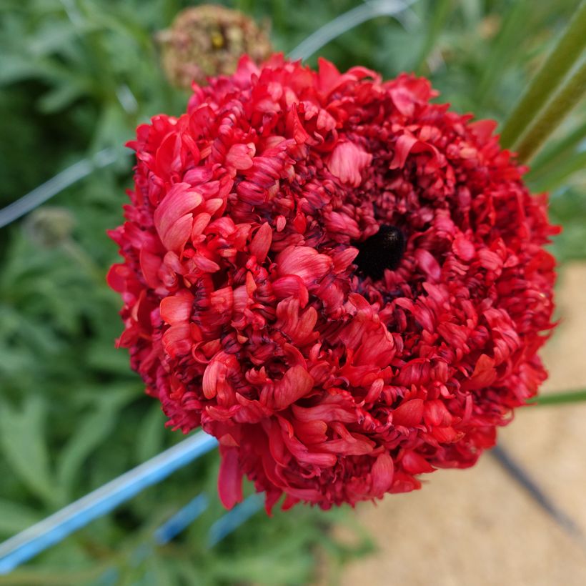 Ranunkel Poodle Chaouen II – Ranunculus asiaticus (Blüte)