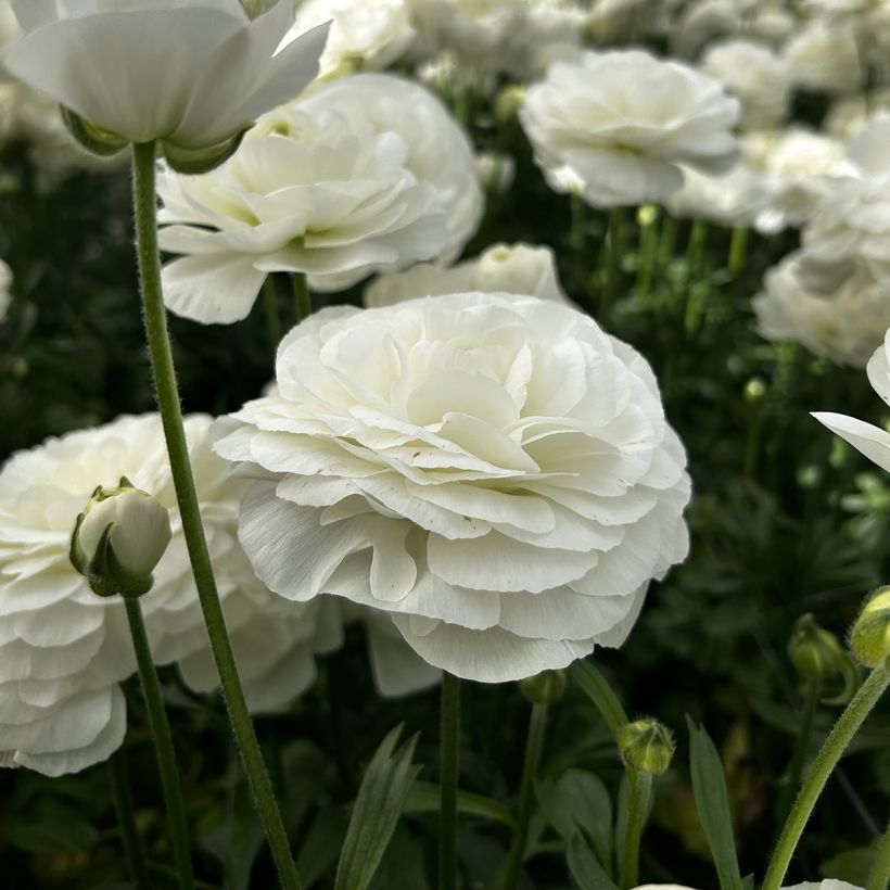 Ranunkel Romance Courchevel – Ranunculus asiaticus (Blüte)