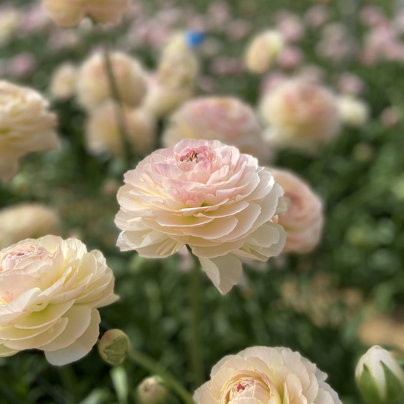 Ranunkel Romance Maritime – Ranunculus asiaticus (Blüte)