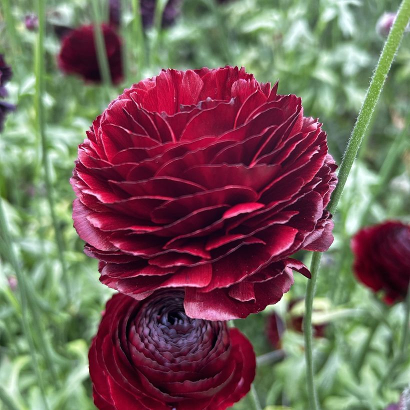 Ranunkel Romance Perigord – Ranunculus asiaticus (Blüte)