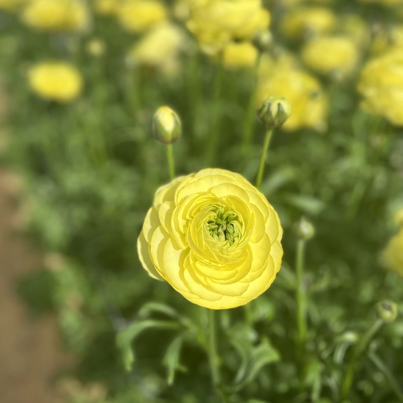 Ranunkel Romance Quimper – Ranunculus asiaticus (Blüte)
