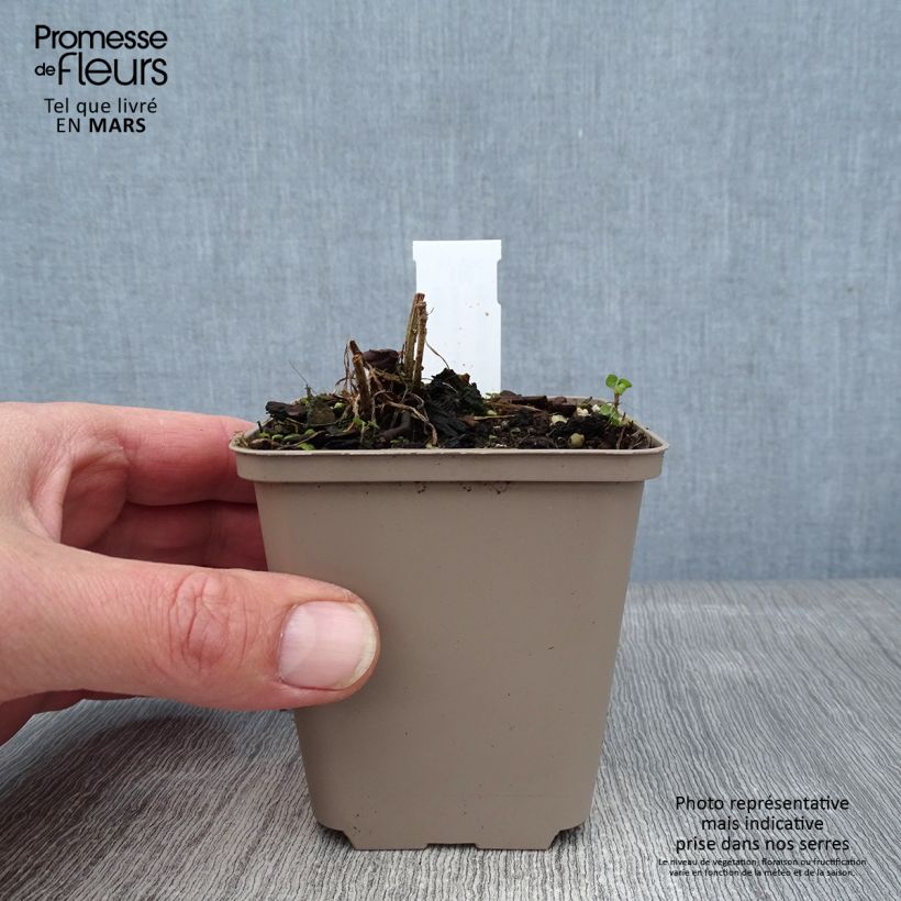 Exemplar von Ratibida columnifera Pulcherrima - Präriesonnenhut Kleine Töpfe von 8/9 cm wie im Winter geliefert