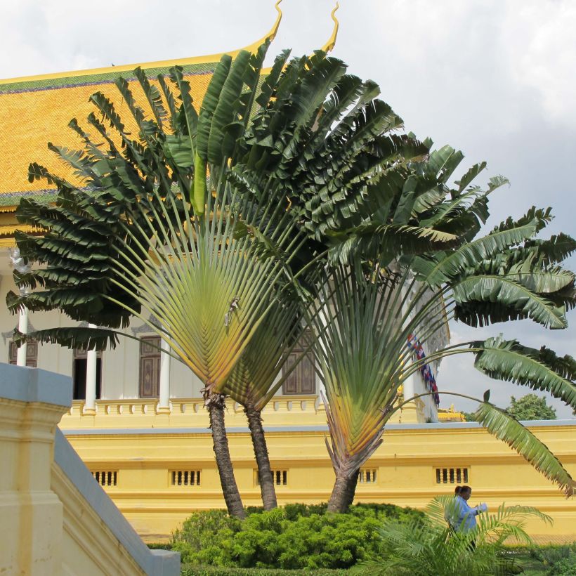 Baum der Reisenden - Ravenala madagascariensis (Wuchs)