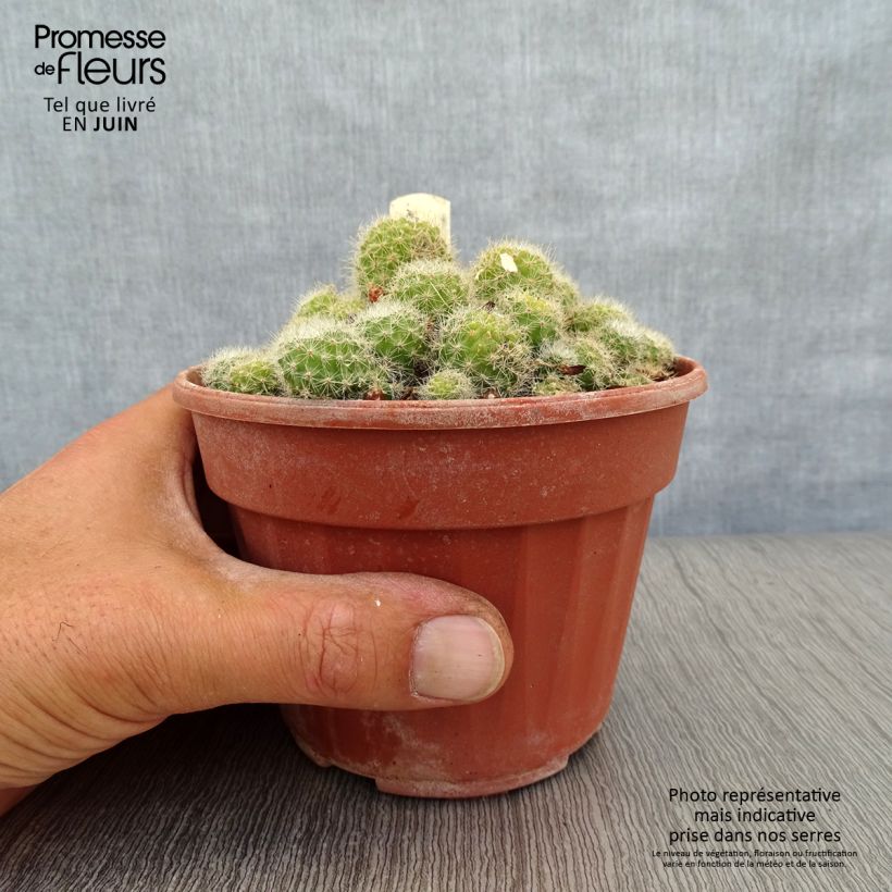 Exemplar von Rebutia sp. - Rebutie Topf 12 cm / 13 cm wie im Sommer geliefert