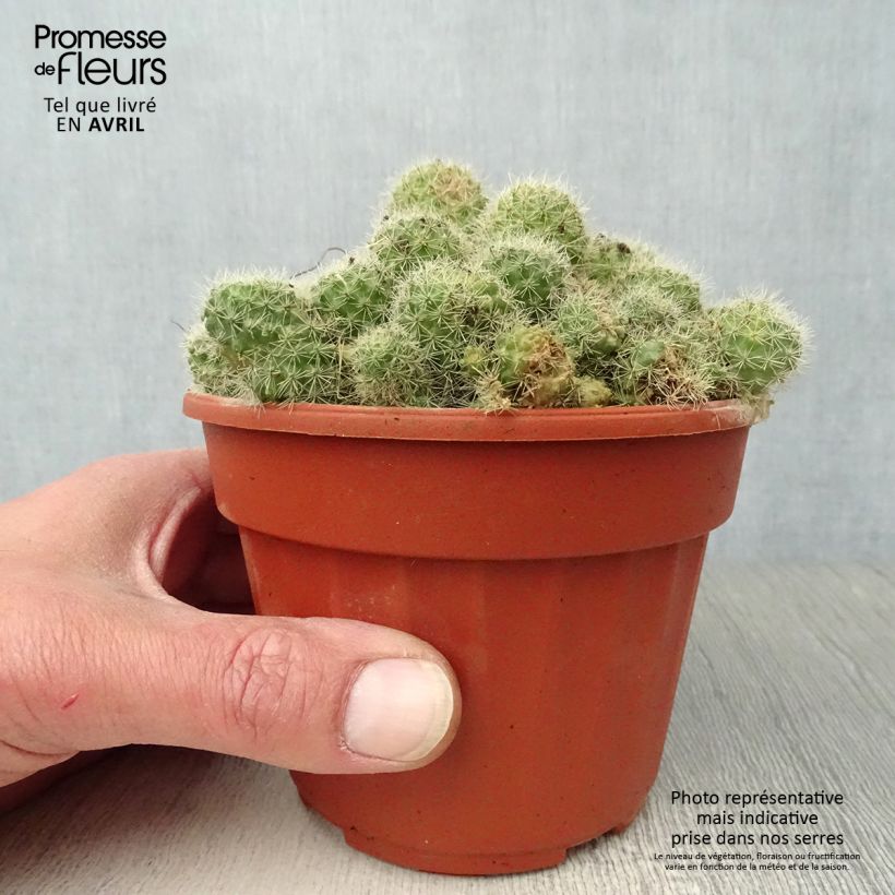 Exemplar von Rebutia sp. - Rebutie Topf 12 cm / 13 cm wie im Frühjahr geliefert