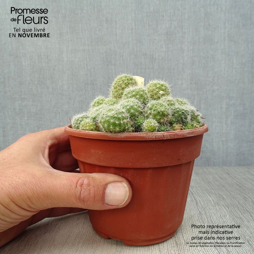 Exemplar von Rebutia sp. - Rebutie Topf 12 cm / 13 cm wie im Herbst geliefert