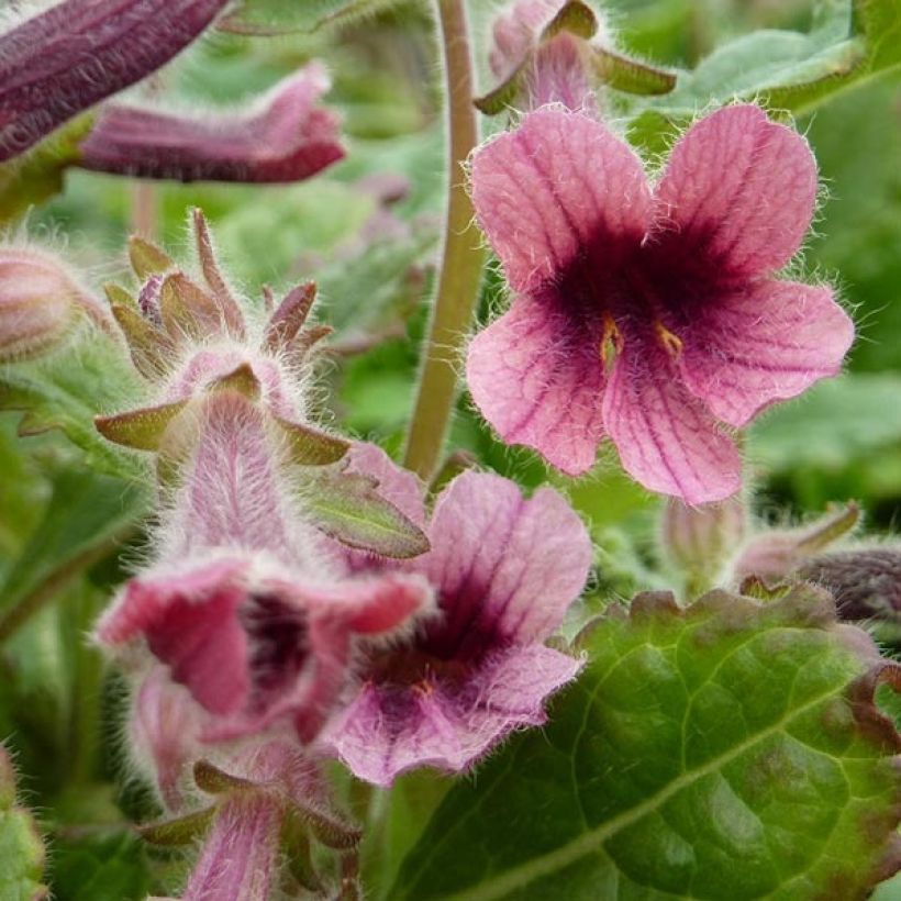 Rehmannia henryi (Blüte)