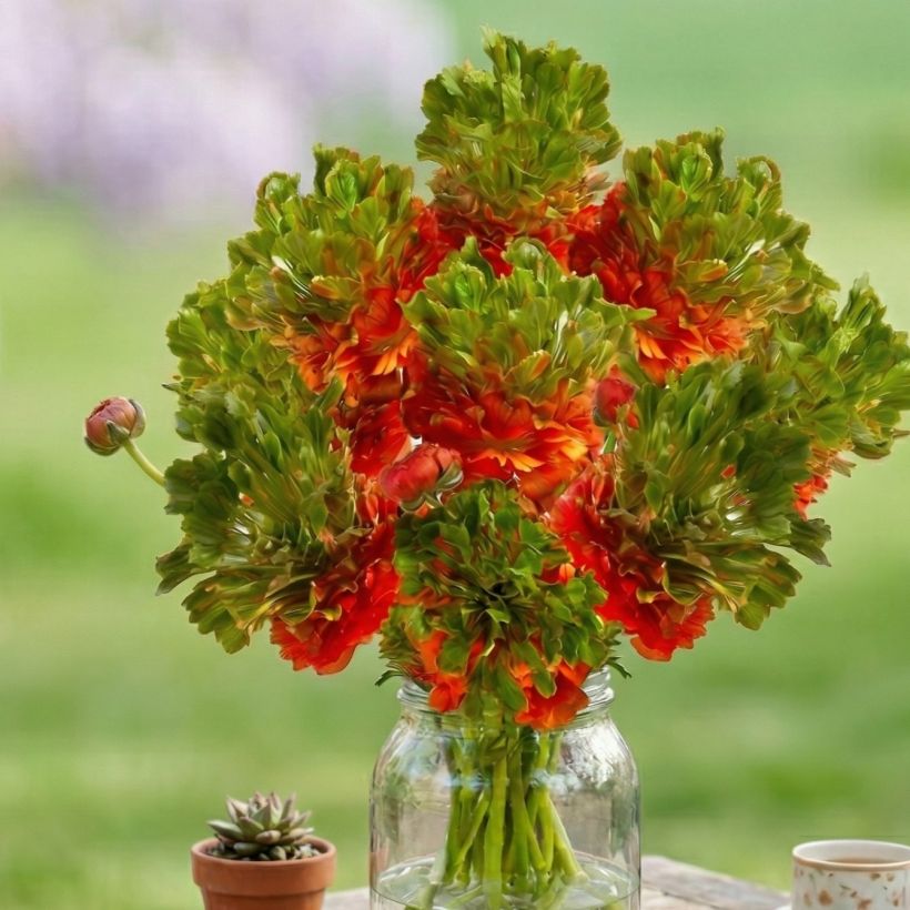 Ranunkel Crown Nervion – Ranunculus asiaticus (Wuchs)