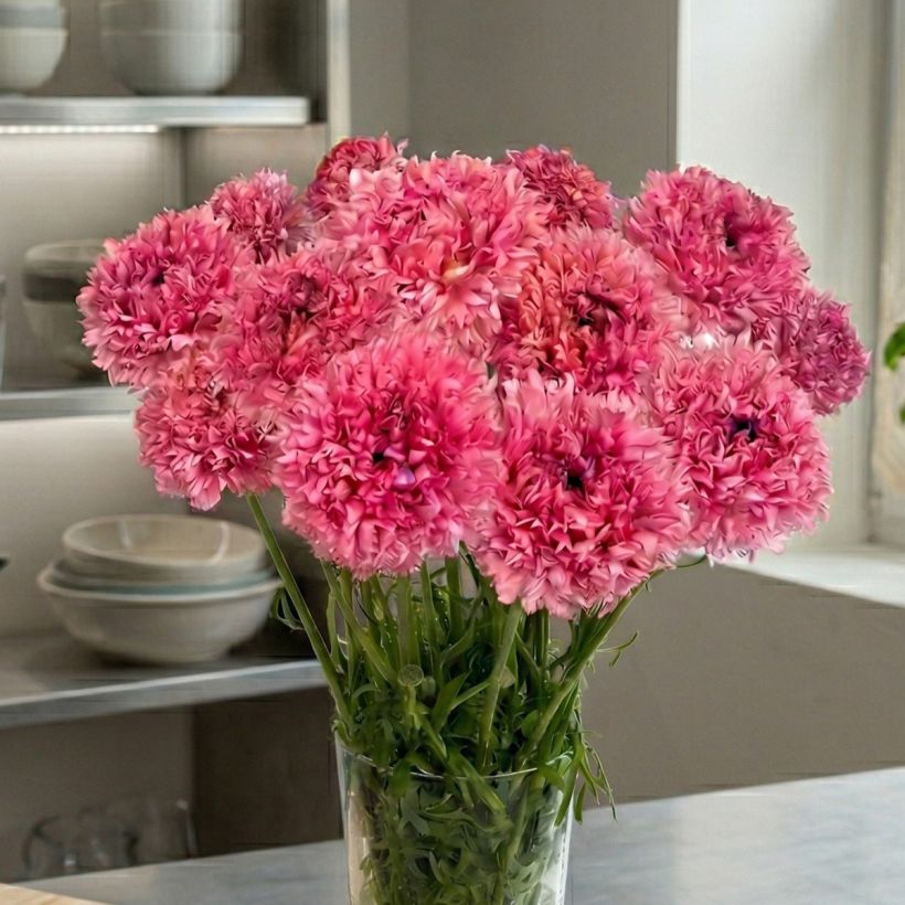 Ranunkel Poodle Ramlia – Ranunculus asiaticus (Wuchs)
