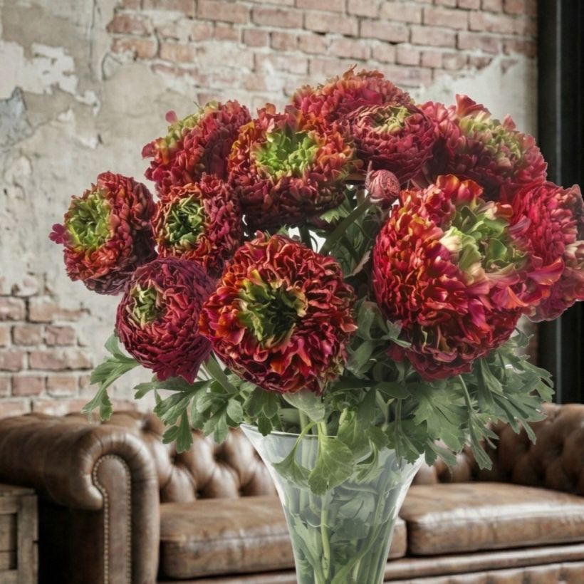 Ranunkel Romance Odon – Ranunculus asiaticus (Wuchs)