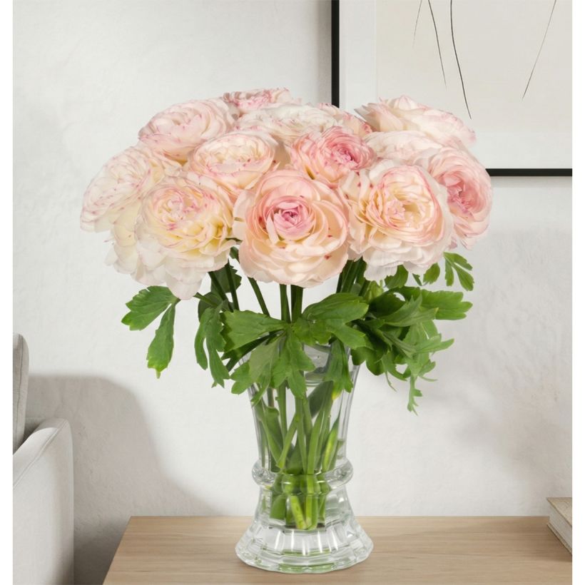 Ranunkel Romance Orleans – Ranunculus asiaticus (Wuchs)