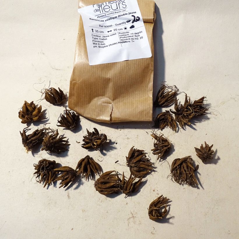 Beispiel eines Exemplars von Ranunkel Yellow - Ranunculus Zwiebel Kaliber/Größe 8+ wie geliefert