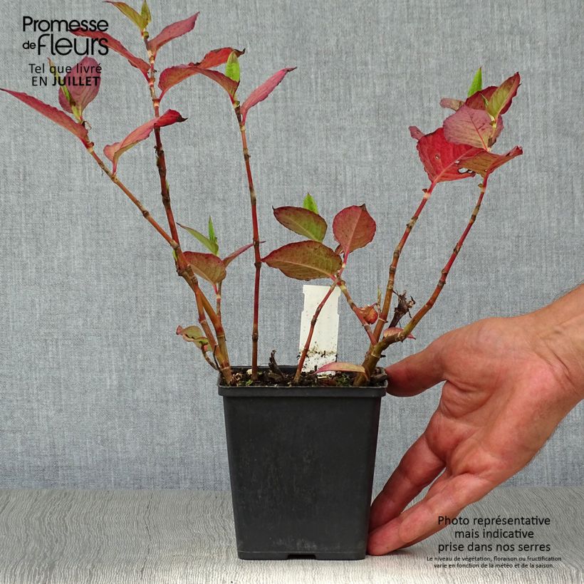 Exemplar von Knöterich Indian Summer - Persicaria Kleine Töpfe von 8/9 cm wie im Sommer geliefert