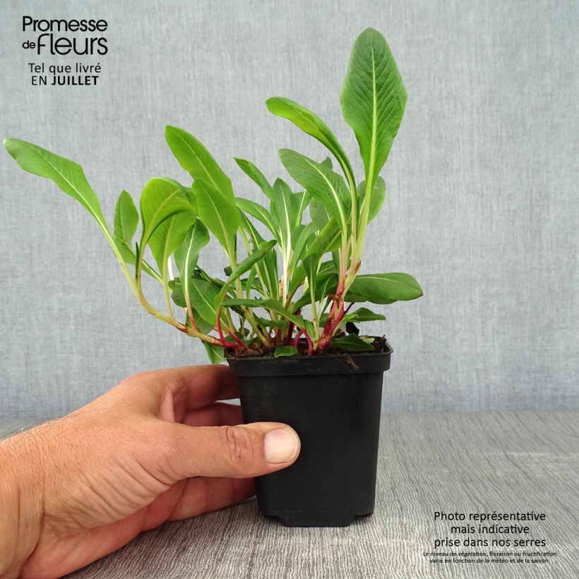 Exemplar von Schneckenknöterich Darjeeling Red - Persicaria affinis Kleine Töpfe von 8/9 cm wie im Sommer geliefert