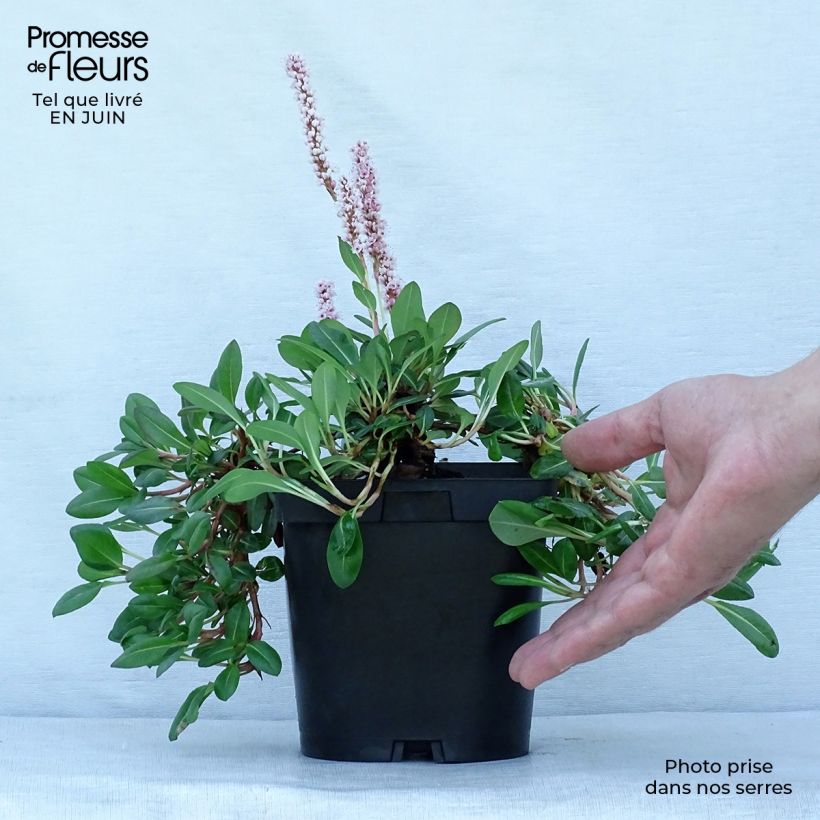 Exemplar von Schneckenknöterich Darjeeling Red - Persicaria affinis Topf mit 2L/3L wie im Sommer geliefert