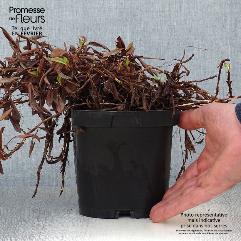 Exemplar von Schneckenknöterich Darjeeling Red - Persicaria affinis Topf mit 2L/3L wie im Winter geliefert