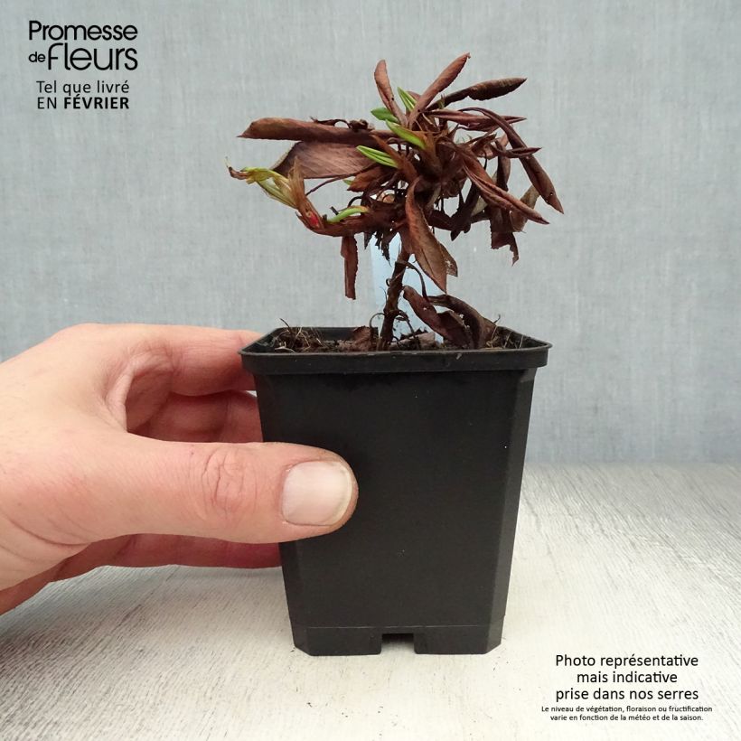 Exemplar von Schneckenknöterich Kabouter - Persicaria affinis Kleine Töpfe von 8/9 cm wie im Winter geliefert