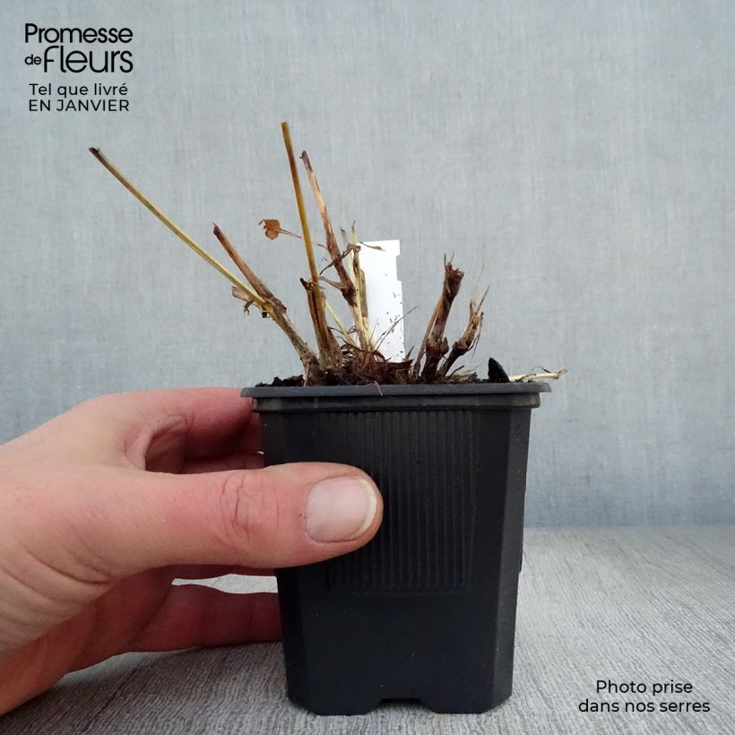 Exemplar von Kerzenknöterich Alba - Bistorta amplexicaulis Kleine Töpfe von 8/9 cm wie im Winter geliefert