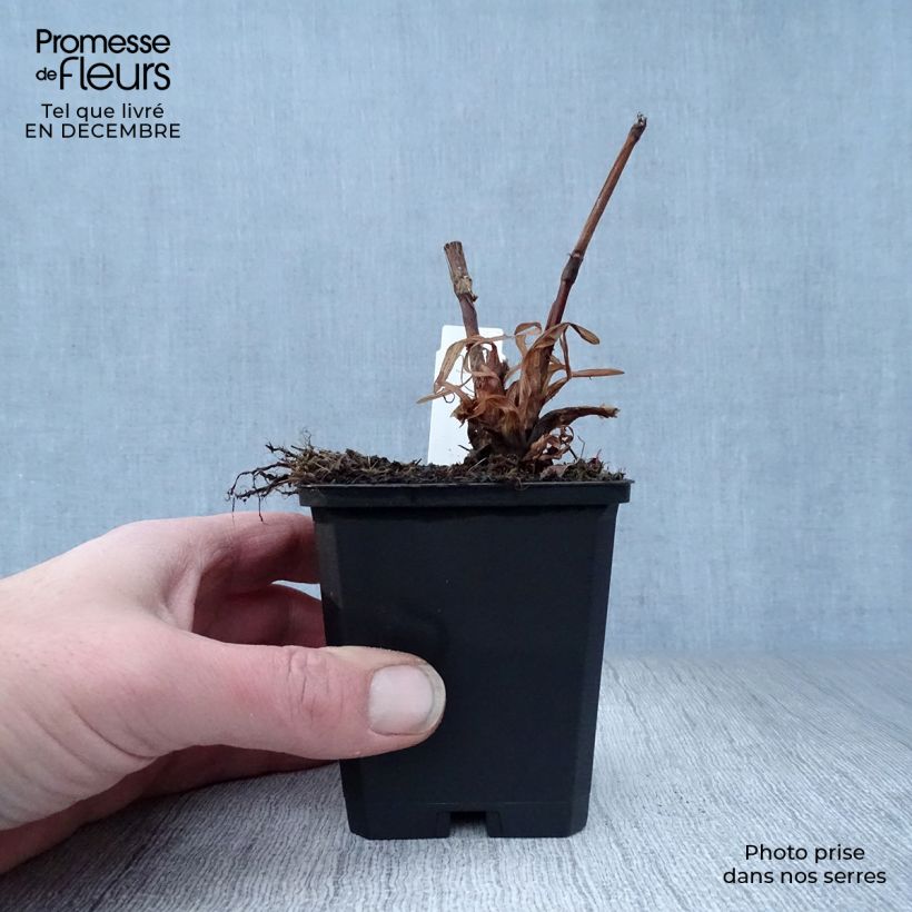 Exemplar von Kerzenknöterich Blackfield - Bistorta amplexicaulis Kleine Töpfe von 8/9 cm wie im Winter geliefert