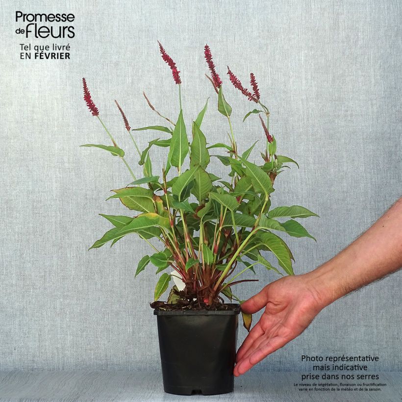 Exemplar von Kerzenknöterich Blackfield - Bistorta amplexicaulis Topf mit 2L/3L wie im Herbst geliefert