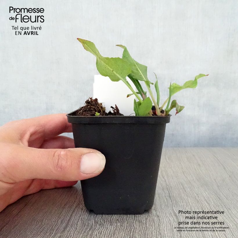 Exemplar von Kerzenknöterich Dikke Floskes - Bistorta amplexicaulis Kleine Töpfe von 8/9 cm wie im Frühjahr geliefert