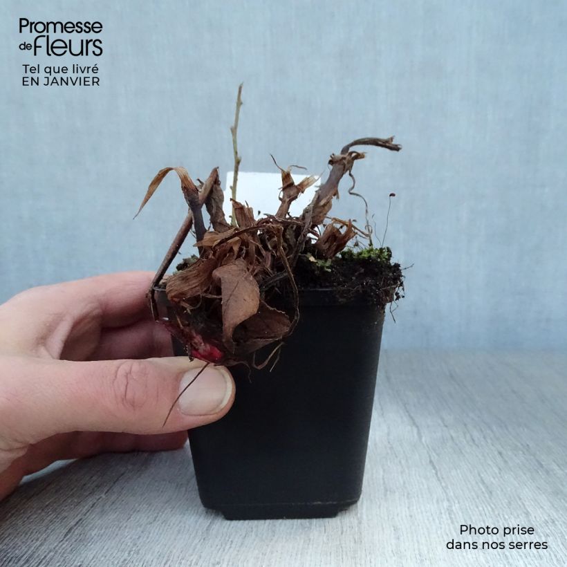 Exemplar von Kerzenknöterich Fat Domino - Bistorta amplexicaulis Kleine Töpfe von 8/9 cm wie im Winter geliefert