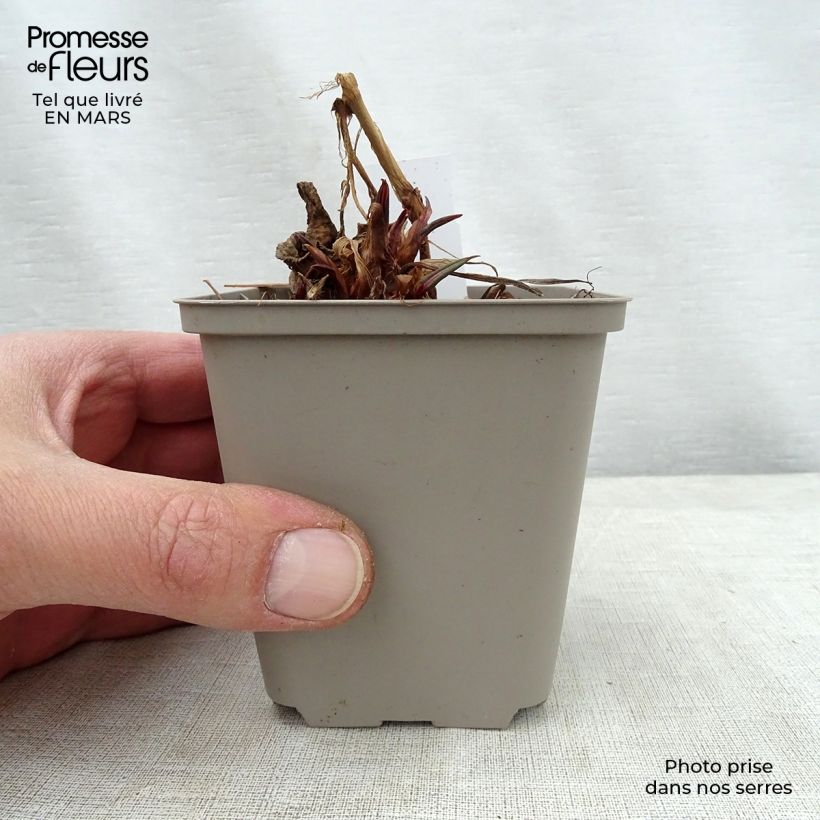 Exemplar von Kerzenknöterich Inverleith - Bistorta amplexicaulis Kleine Töpfe von 8/9 cm wie im Frühjahr geliefert