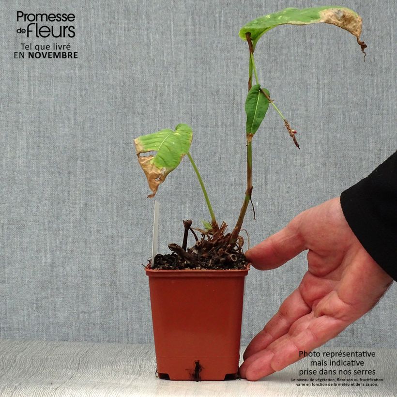 Exemplar von Kerzenknöterich JS Caliente - Bistorta amplexicaulis Kleine Töpfe von 8/9 cm wie im Herbst geliefert