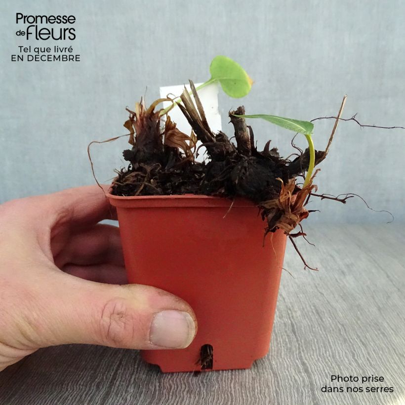 Exemplar von Kerzenknöterich JS Caliente - Bistorta amplexicaulis Kleine Töpfe von 8/9 cm wie im Winter geliefert