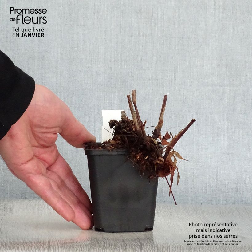 Exemplar von Kerzenknöterich JS Delgado Macho - Bistorta amplexicaulis Kleine Töpfe von 8/9 cm wie im Winter geliefert