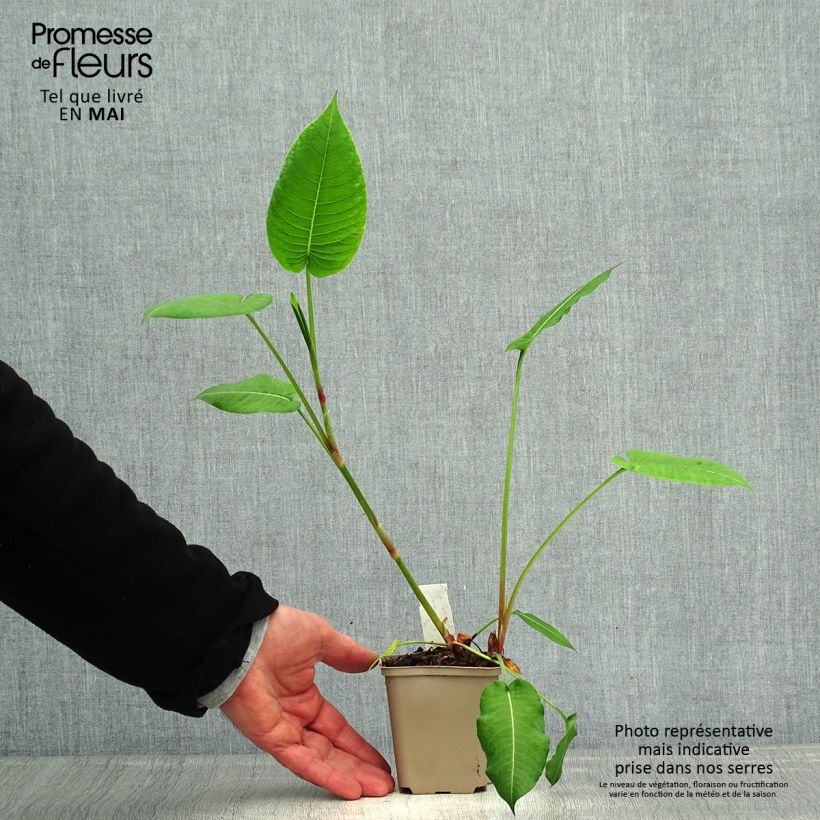 Exemplar von Kerzenknöterich Jo and Guido's Form - Bistorta amplexicaulis Kleine Töpfe von 8/9 cm wie im Frühjahr geliefert