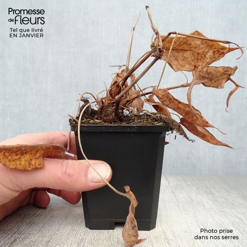 Exemplar von Kerzenknöterich Orange Field - Bistorta amplexicaulis Kleine Töpfe von 7/8 cm wie im Winter geliefert