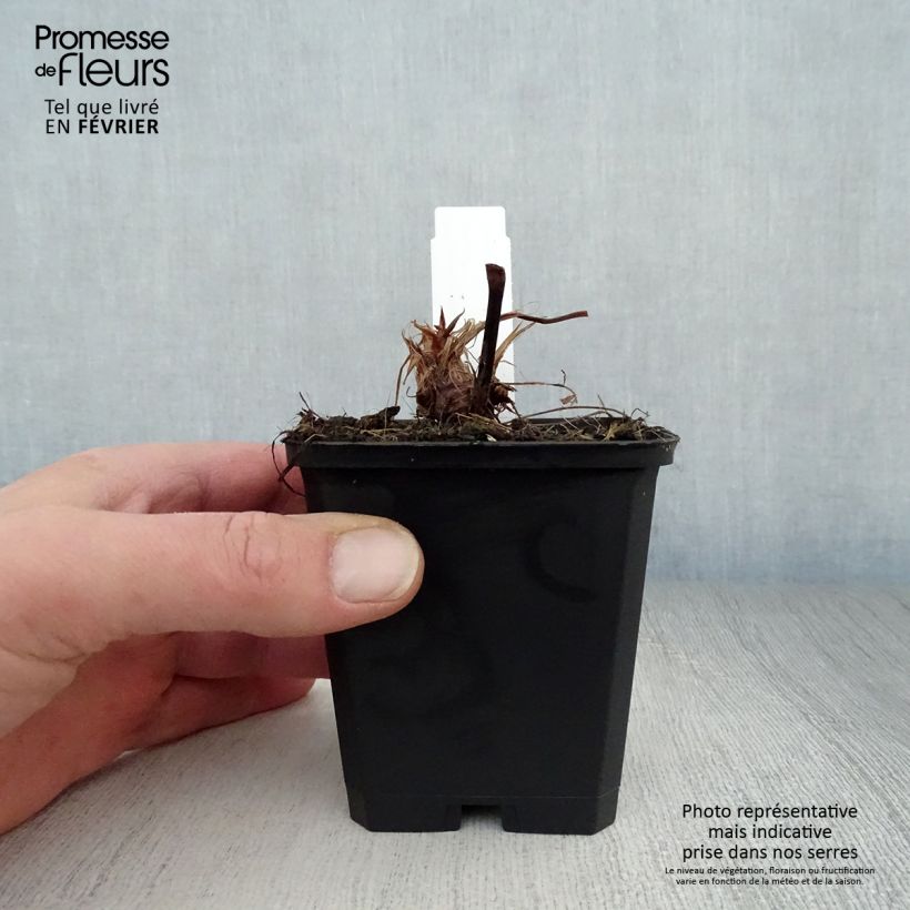 Exemplar von Kerzenknöterich Taurus - Bistorta amplexicaulis Kleine Töpfe von 8/9 cm wie im Winter geliefert