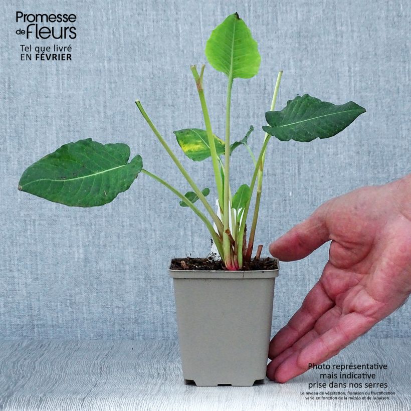 Exemplar von Kerzenknöterich Vesuvius - Bistorta amplexicaulis Kleine Töpfe von 8/9 cm wie im Herbst geliefert