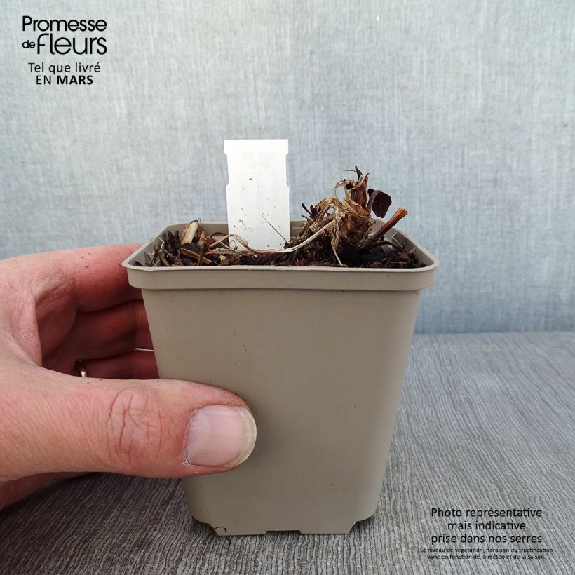 Exemplar von Kerzenknöterich Vesuvius - Bistorta amplexicaulis Kleine Töpfe von 8/9 cm wie im Winter geliefert