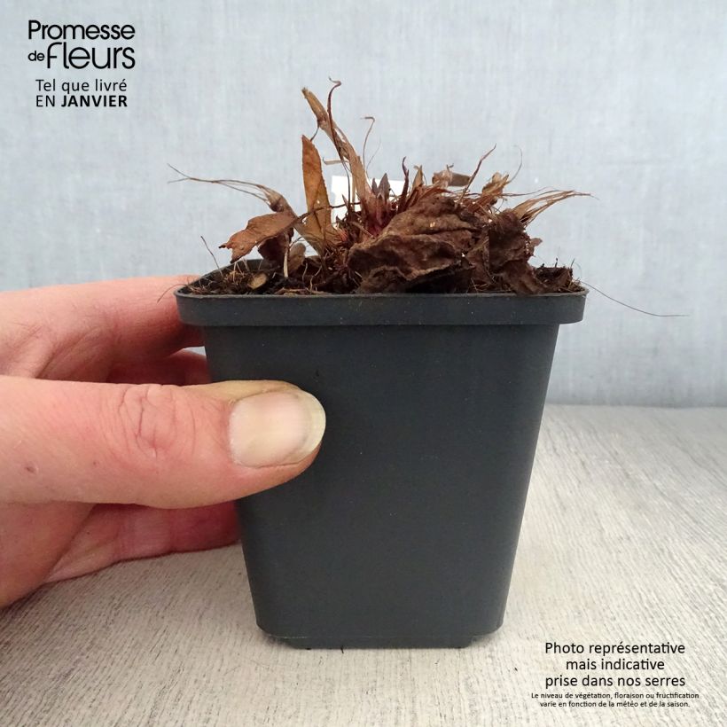 Exemplar von Kerzenknöterich White Eastfield - Bistorta amplexicaulis Kleine Töpfe von 8/9 cm wie im Winter geliefert