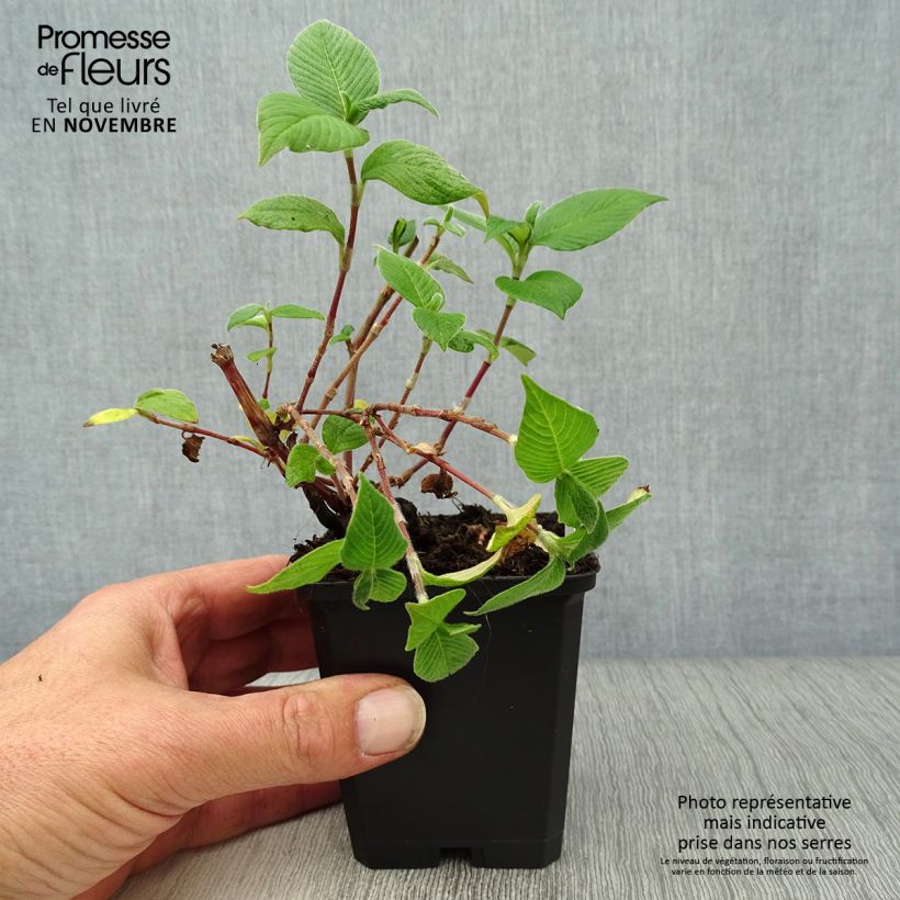 Exemplar von Himalaja-Glocken-Knöterich - Persicaria campanulata Kleine Töpfe von 8/9 cm wie im Herbst geliefert
