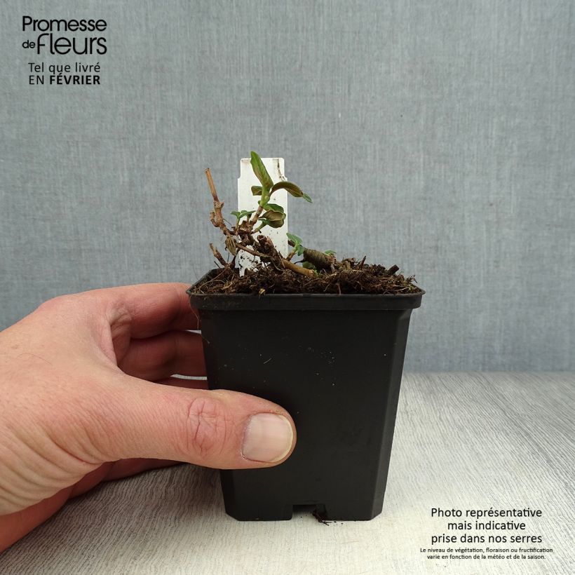 Exemplar von Himalaja-Glocken-Knöterich - Persicaria campanulata Kleine Töpfe von 8/9 cm wie im Winter geliefert