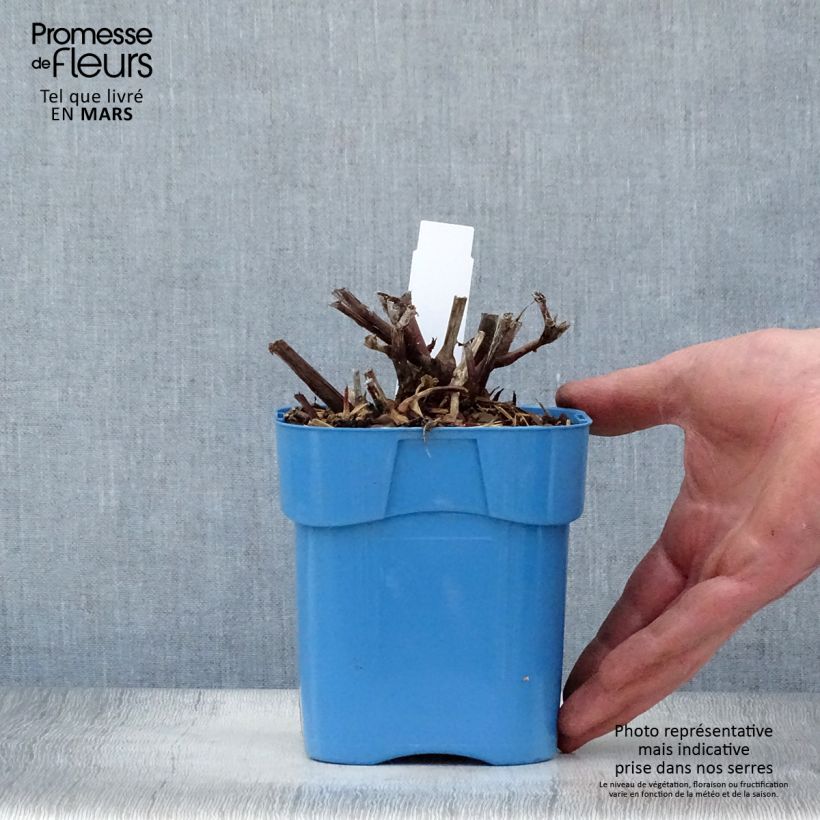 Exemplar von Kleinköpfiger Knöterich Red Dragon - Persicaria microcephala Topf mit 1,5L/2L wie im Frühjahr geliefert