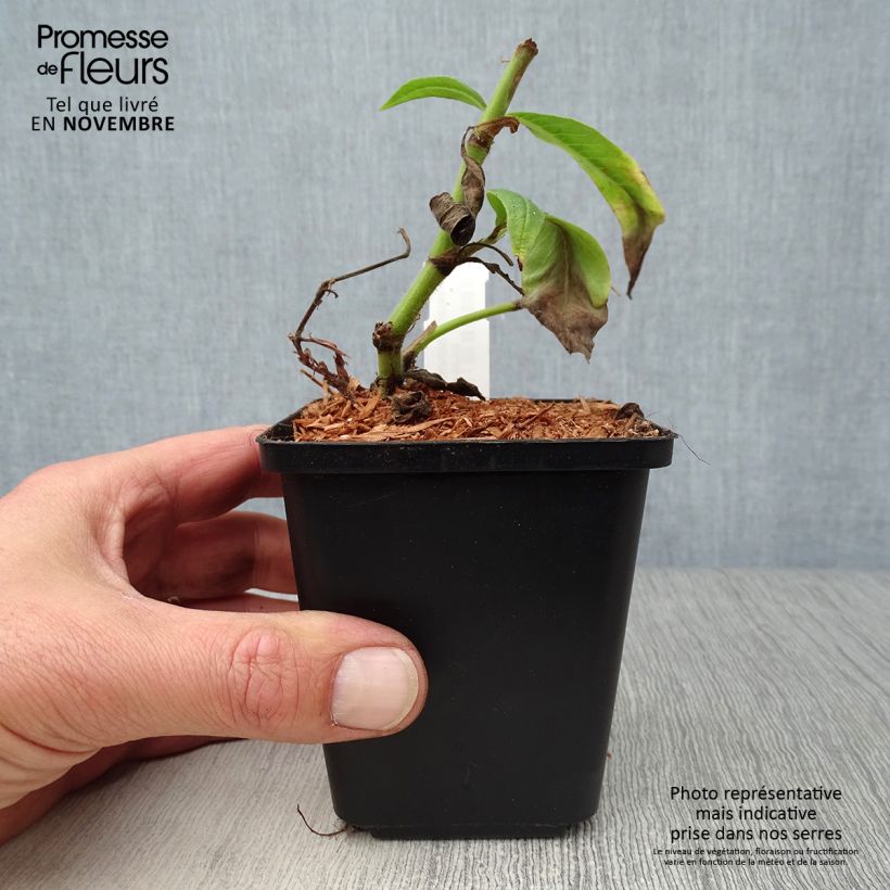 Exemplar von Bergknöterich - Persicaria polymorpha Kleine Töpfe von 8/9 cm wie im Herbst geliefert