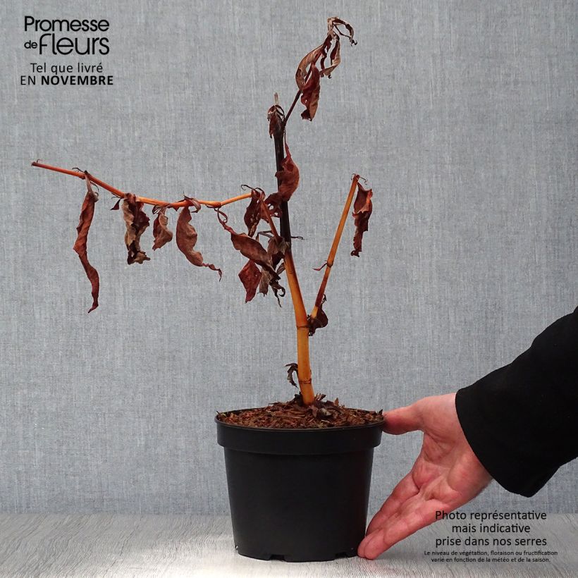 Exemplar von Bergknöterich - Persicaria polymorpha Topf mit 2L/3L wie im Herbst geliefert