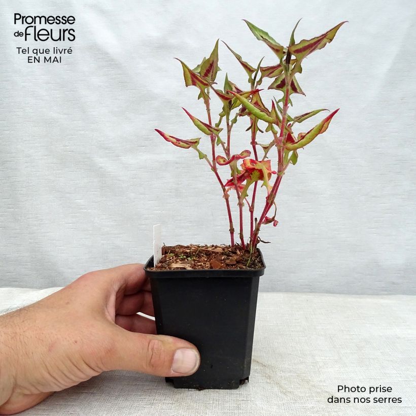 Exemplar von Knöterich Purple Fantasy - Persicaria runcinata Kleine Töpfe von 8/9 cm wie im Frühjahr geliefert
