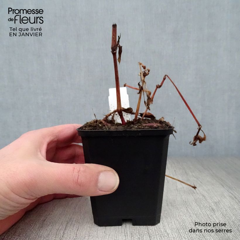 Exemplar von Knöterich Purple Fantasy - Persicaria runcinata Kleine Töpfe von 8/9 cm wie im Winter geliefert