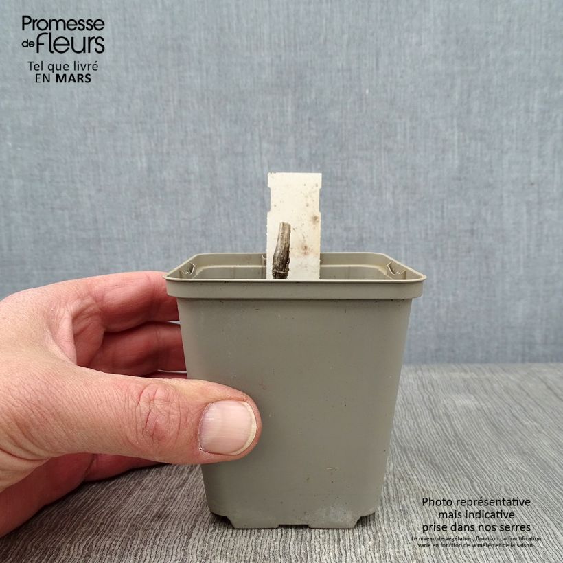 Exemplar von Knöterich Lance Corporal - Persicaria virginiana Kleine Töpfe von 8/9 cm wie im Winter geliefert