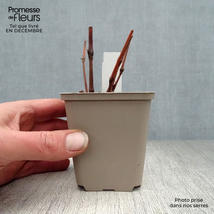 Exemplar von Knöterich Painter s Palette - Persicaria virginiana Kleine Töpfe von 8/9 cm wie im Winter geliefert