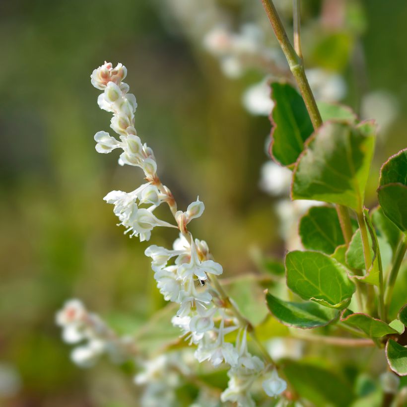 Fallopia aubertii - Schling-Knöterich (Blüte)
